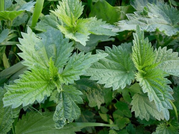 Nettle to prepare medicinal decoction for varicose veins